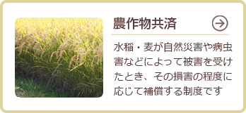 農作物共済