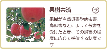 果樹共済