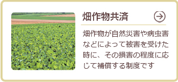 畑作物共済