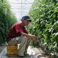 「トマト栽培に興味があるのでこの研修を生かしたい」とトマトの手入れに励む平野さん
