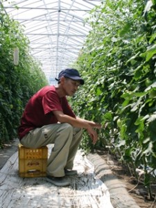 「トマト栽培に興味があるのでこの研修を生かしたい」とトマトの手入れに励む平野さん